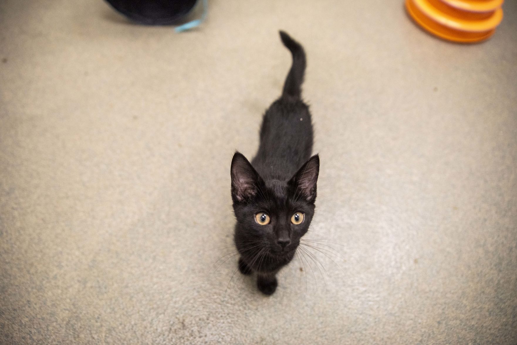 Lynchburg Humane Society